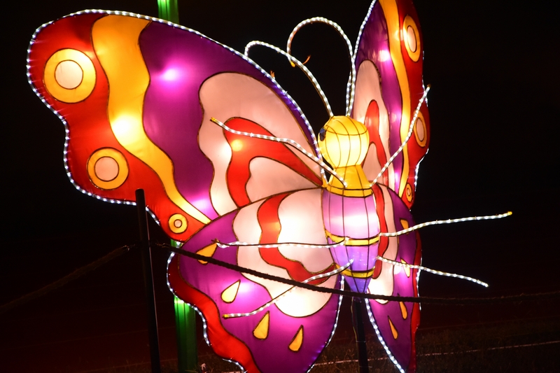 WONDERLAND A magical city of lights